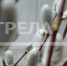 Прощеное воскресенье сегодня отмечают жители брянского региона - Газета Красногорская Жизнь