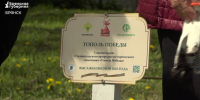 В центре Брянска высадили саженец-клон сталинградского «Тополя Победы»  - Газета Красногорская Жизнь